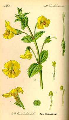 Common monkeyflower Common monkeyflower