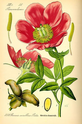 Paeonia mascula,
coral peony,
Peonia di Corsica,
Peonia maschio