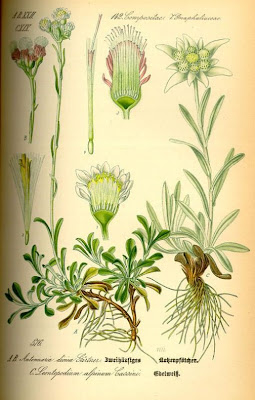 Antennaria dioica (L.) Gaertn.