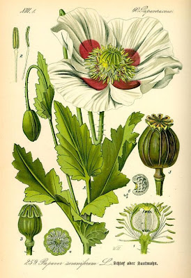 Opium poppy Opium poppy