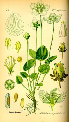 Alaska grass of Parnassus Alaska grass of Parnassus