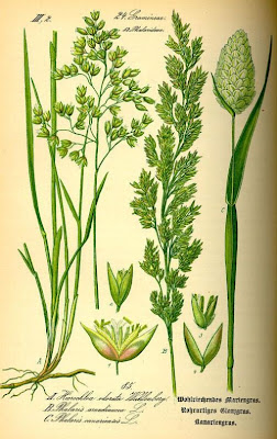 Gardener's-garters