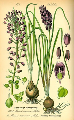 Grape-hyacinth