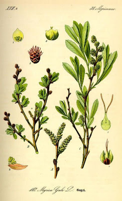 Gagelstrauch