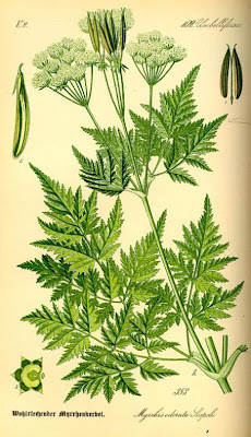 Anise Anise