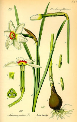 Narcissus poeticus L.