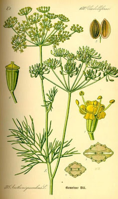 Dill Dill