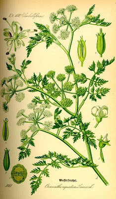 Finocchio-acquatico cicutario