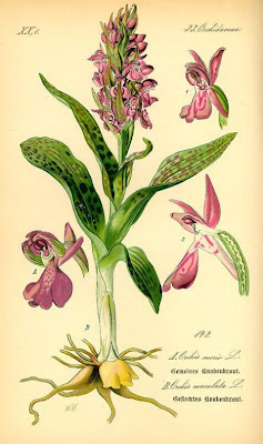Green-winged orchid Green-winged orchid