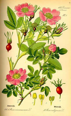 Mai-Rose Mai-Rose