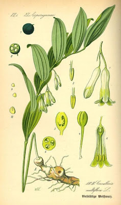 Eurasian Solomon's seal