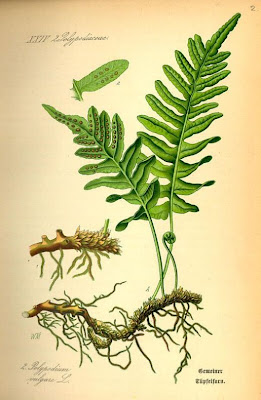 Adder's Fern, Polypodium vulgare Adder's Fern, Polypodium vulgare