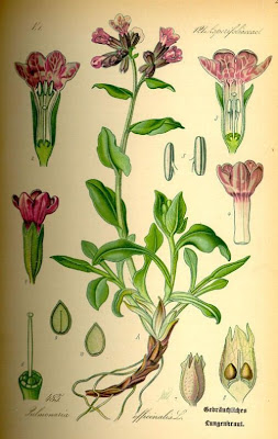 Jerusalem cowslip