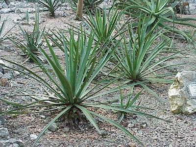 Agave (lechuguilla)