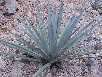 Tequila agave Tequila agave