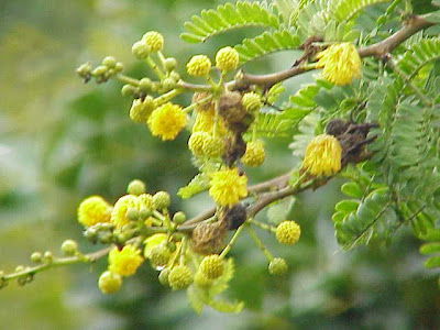 Karroothorn Karroothorn