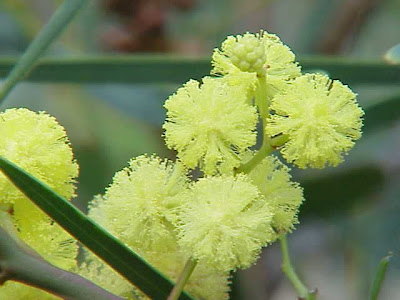 Australiese swarthout Australiese swarthout