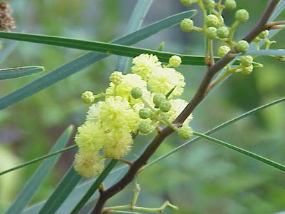 Australiese swarthout Australiese swarthout
