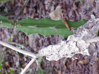 Acanthocereus pentagonus Acanthocereus pentagonus