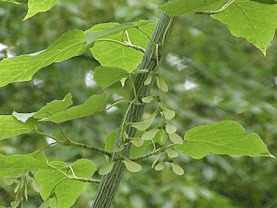 Goosefoot Goosefoot
