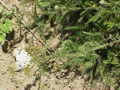 Achillea asplenifolia Achillea asplenifolia