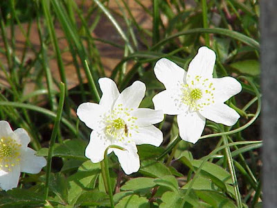 Anemonoides nemorosa (L.) Holub