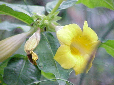 Bush allamanda