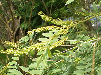 False indigo-bush