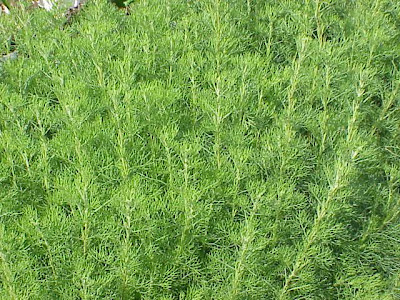 Abrótano macho Abrótano macho