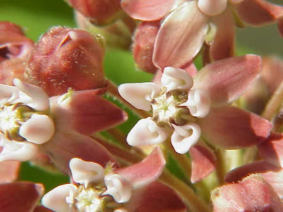 Asclepias syriaca L.
