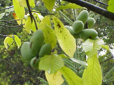 Asimina,
Pawpaw Asimina,
Pawpaw