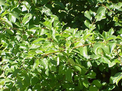 Lilioasfodelo maggiore Lilioasfodelo maggiore