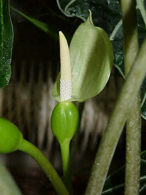 Alocasia sanderiana,
Kris Plant,
Kris'-plant,
sander's alocasia