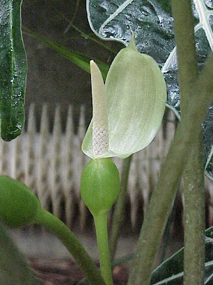 Alocasia sanderiana,
Kris Plant,
Kris'-plant,
sander's alocasia