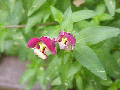 Garden snapdragon