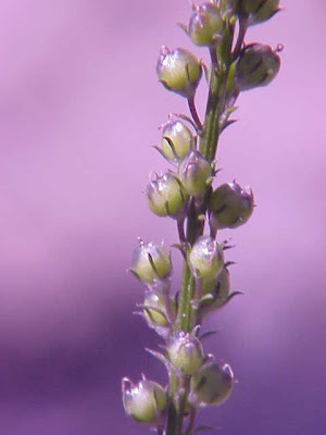 Daisy Leaved Toadflax Daisy Leaved Toadflax