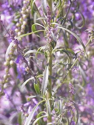 Daisy Leaved Toadflax Daisy Leaved Toadflax