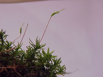 Atrichum undulatum,
undulate atrichum moss Atrichum undulatum,
undulate atrichum moss