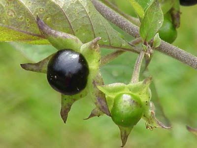 Atropa bella-donna,
belladonna Atropa bella-donna,
belladonna