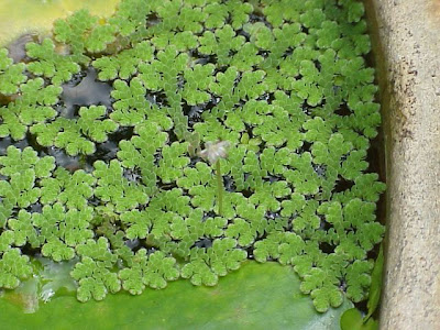 Azolla caroliniana,
Carolina mosquitofern,
fairy-moss,
Lesser Water Fern,
mosquito-plant