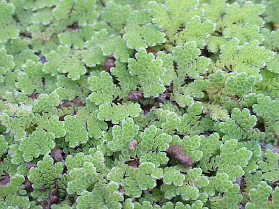 Azolla caroliniana,
Carolina mosquitofern,
fairy-moss,
Lesser Water Fern,
mosquito-plant
