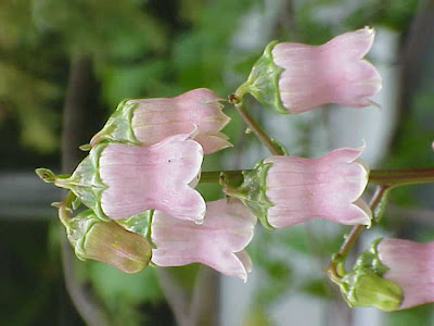 Azorina vidalii