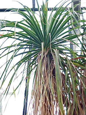 Elephant-foot-tree Elephant-foot-tree