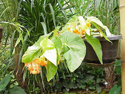 Begonia dichroa Begonia dichroa