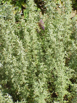 Artemisia pontica L.