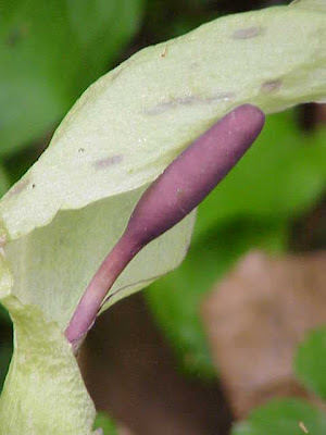Arum maculatum L.