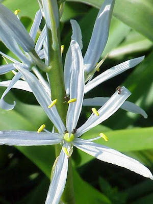 Cusick's camas