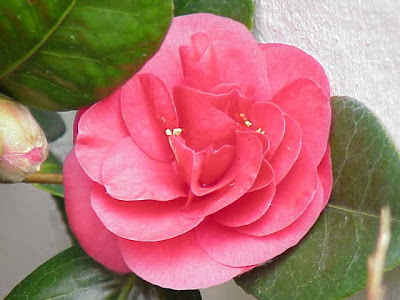 Camellia,
camellia Camellia,
camellia