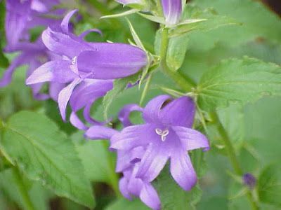 Campanula maggiore Campanula maggiore