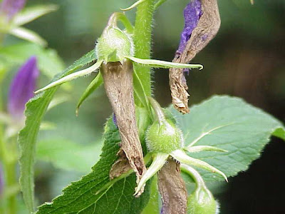 Campanula maggiore Campanula maggiore